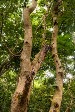 Trees growing in the forest at Arabuko Sokoke Forest in Malindi, Kenya