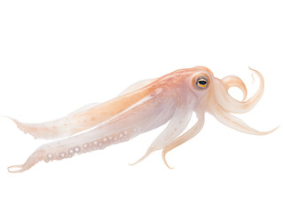 a close up of a squid - obrazy, fototapety, plakaty