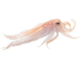 a close up of a squid