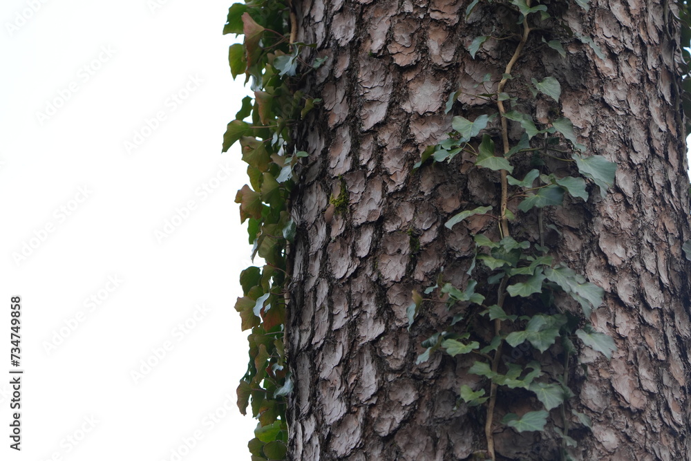 Wall mural tree trunk with green leaves on white background, clip art, 