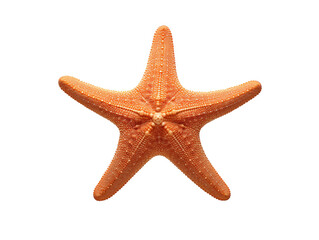 a starfish on a white background