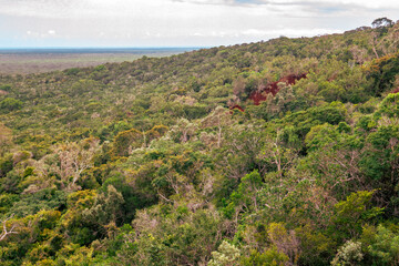 Aeriel view of Arabuko Sokoke Forest seen from Nyari View Point in Malindi, Kenya