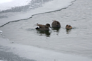 View of the ducks on the frozen lake in winter