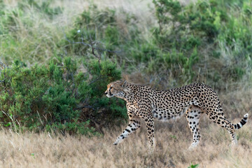 Wild cheetah in samburu national park, Kenya