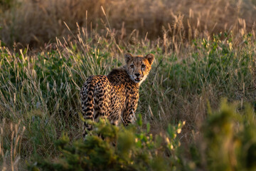 Wild cheetah in samburu national park, Kenya
