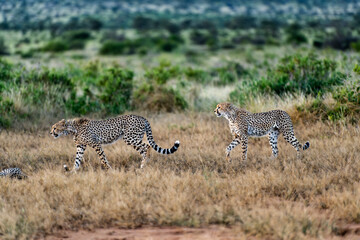 Wild cheetah in samburu national park, Kenya