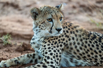 Wild cheetah in samburu national park, Kenya