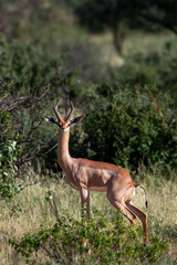 Naklejka na ściany i meble gerenuk antelope in Kenya