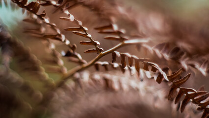 Macro de fougères aux teintes flétries