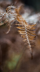 Macro de fougères aux teintes flétries
