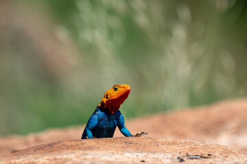 agama lizards in samburu national park
