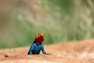 agama lizards in samburu national park