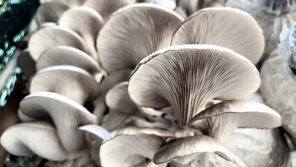 Organic mushroom farm. Mushrooms growing on the farm