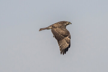 common buzzard in flight under a hazy sky