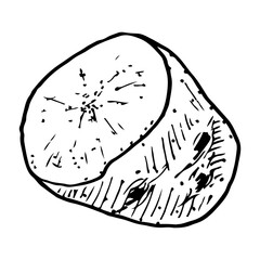 Cut potato tuber sketch. Vegetarian food. Starchy vegetable. Hand drawn vector illustration.