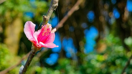 Closeup of a pink blossom on a branch in sunlight
