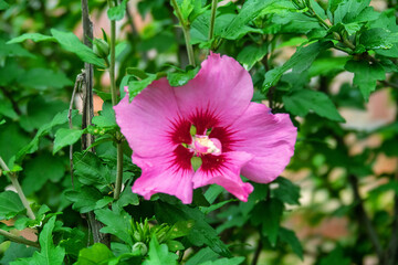 Hibiscus Flower, shoe flower. Subtropics, spring flower garden