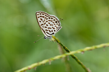 Fototapeta premium Butterfly on grass flower with the nature background