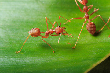Red ant on a leaves with green  background
