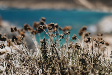 dry mediterranean plants on Agios Sostis beach in Serifos, Cyclades, Greece - obrazy, fototapety, plakaty