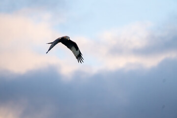 flying shot of a red kite in the sky