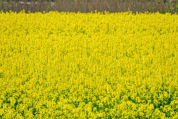 Yellow fields of rapeseed colza (Brassica napus var. oleifera), canola flowers on southern plains,...