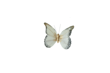 Artificial toy butterfly. Isolate on white. PNG file