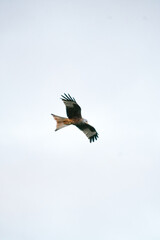 flying shot of a red kite in the sky