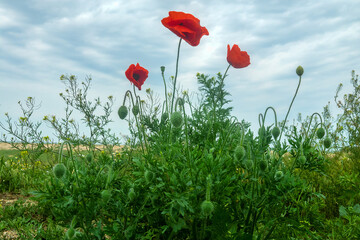 Sea coast steppe, vegetated dune. Arabatskaya strelka. Cereals, sage (Salvia), red poppy (Papaver rhoeas) prevail. The Sea of Azov