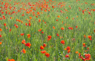 Fototapeta premium Poppies grow in wheat like weeds