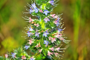 Bugloss, echium (Echium biebersteinii). Dry steppe with intensive grazing of cattle and sheep, but this plant is not eaten because it is highly poisonous. Kerch Peninsula, Crimea. Folk medicine plant