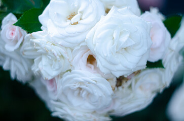 A bush of decorative white roses in the garden