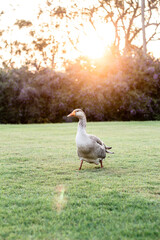 goose in park 