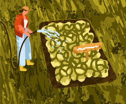 Farmer watering vegetable garden. Agriculture worker with water hose at organic natural crops, harvest in summer. Eco green country plantation, rural countryside farmland. Flat vector illustration