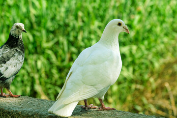 A white pigeon. A breed of pigeons (turbit) like paloma. Bird of peace