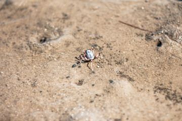 Crab on beach