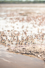 Crabs on the Beach