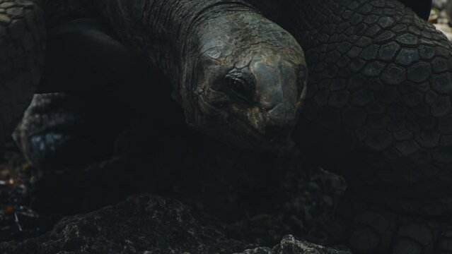 Ancient heavy tortoise slowly walking with beautiful scale, skin and shell details, looking forward with neck stretched all the way over, under sunlight in natural habitat