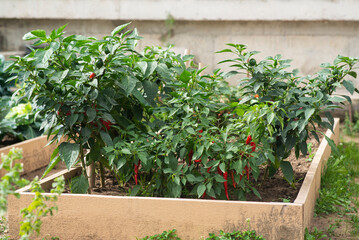 burning red pepper on the garden bed in summer