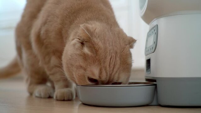 Scottish fold cat is waiting for food at smart cat feeder. Automatic feeder for pets. Modern technologies. Nutrition by time. Pet nutrition, healthy day ration, pet's device, weight control