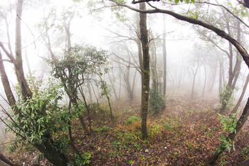 Fototapeta premium Mystic foggy forest background. Horror mysterious dark scenery. Morning rainy day. Dreamy woods landscape in park outdoor. Wide angle fish-eye lens.