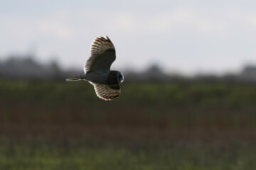 Hibou des marais, Hibou brachyote, Asio flammeus, Short eared Owl, region Pays de Loire; marais Breton; 85, Vendée, Loire Atlantique, France