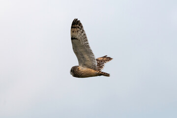 Hibou des marais, Hibou brachyote, Asio flammeus, Short eared Owl, region Pays de Loire; marais...