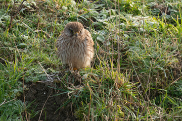 animal, Common Kestrel, Falco tinnunculus, Falconidés, Faucon, Faucon crécerelle, faune, nature,...