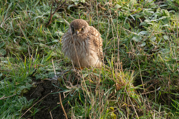 animal, Common Kestrel, Falco tinnunculus, Falconidés, Faucon, Faucon crécerelle, faune, nature, oiseau, predateur, prédateur, rapace