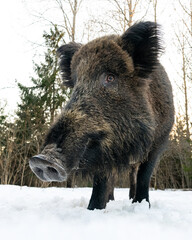 Big wild boar closeup in the forest at winter - 734790698