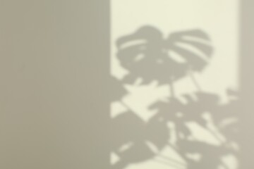 Shadows from plant on white wall indoors