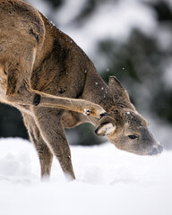 Roe deer scratching its head