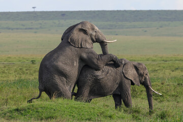 two mating african elephants in the savannah of Maasai Mara NP