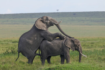 two mating african elephants in the savannah of Maasai Mara NP